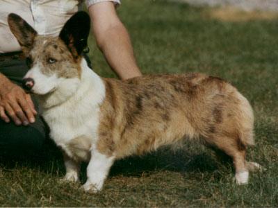 BonBon brindle merle.jpg (20323 bytes)