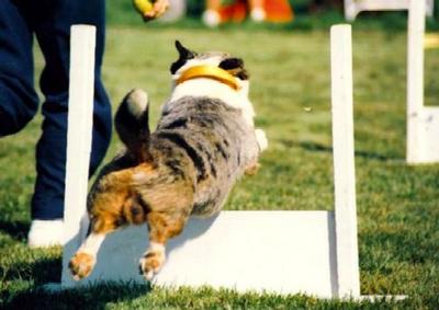 Flyball.jpg (20836 bytes)