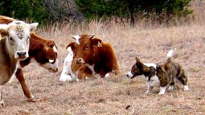 cardigan welsh corgi herding cattle
