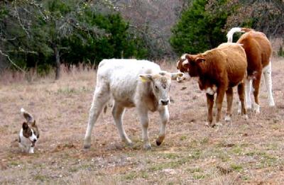 Herding+calves+1.jpg (25753 bytes)