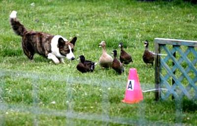 Herding+ducks+1.jpg (24485 bytes)