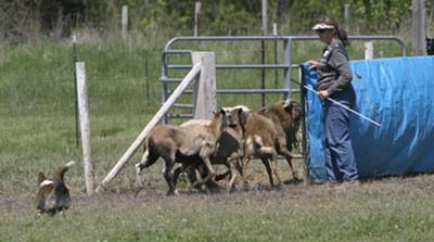 Herding+sheep+2.jpg (19111 bytes)