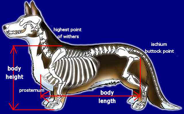 bodymeasure.jpg (31373 bytes)