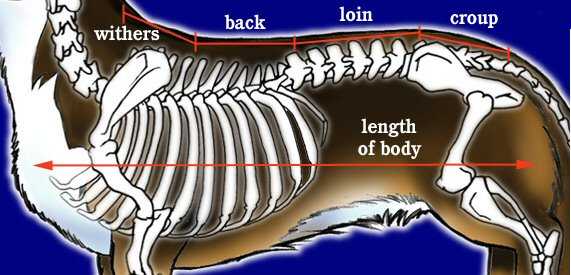 bodysection2A.jpg (30584 bytes)