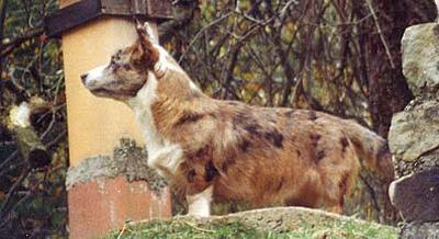 brindle merle 3.jpg (22675 bytes)