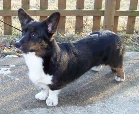 pure white corgi